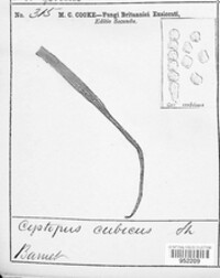 Image Associated With the Occurence